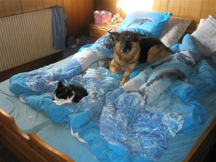 Schæferhund tessa billede 16