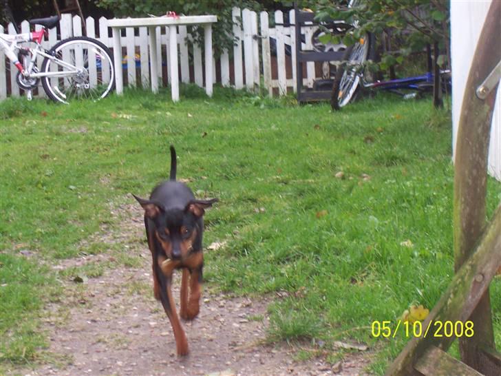 Prazsky krysarik shoco - uha jeg løber så stærkt at man kan se mine fartstriber........ billede 13