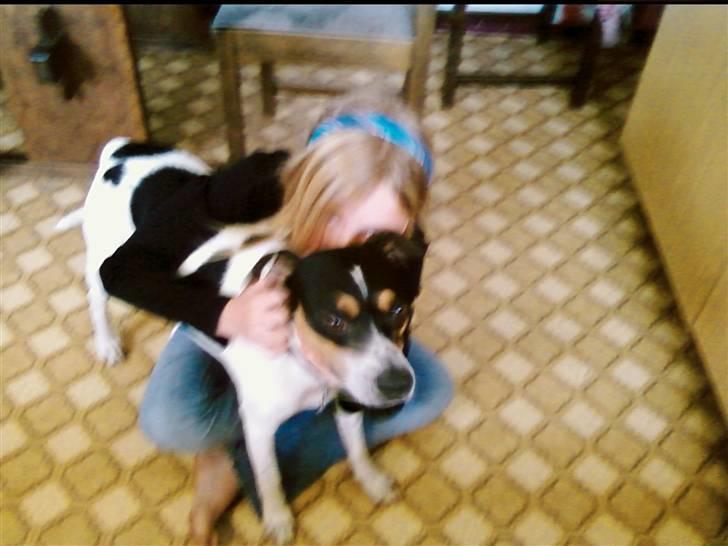 Dansk svensk gaardhund *****futte<3********** - jose gemmer sig lidt :O) hihi billede 17