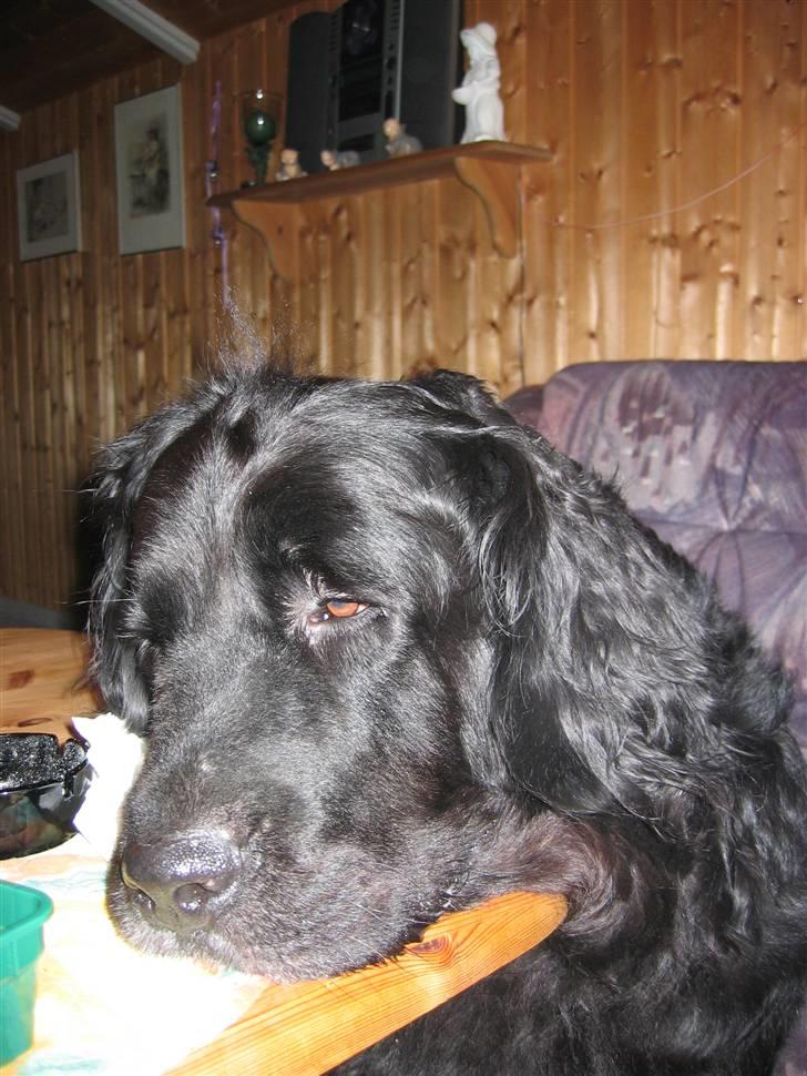 Newfoundlænder Niffi (himmelhund) - læg mærke til hendes fine "scorekrølle" billede 1