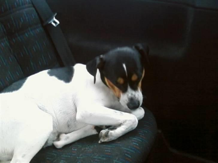 Dansk svensk gaardhund *****futte<3********** - gaab jeg er træt er vi snart hjemme igen billede 18