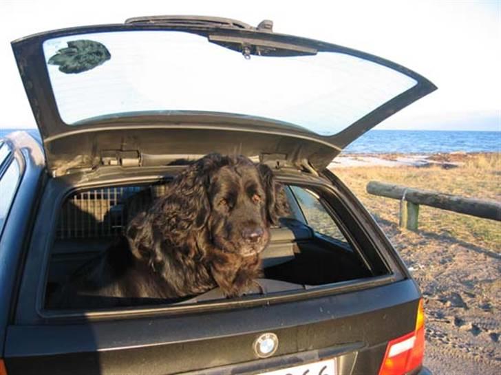 Newfoundlænder Niffi (himmelhund) - Det er ikke hunden der er for stor, det må jo helt klart være bilen der er for lille billede 2