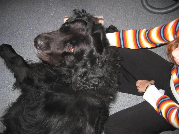 Newfoundlænder Niffi (himmelhund) billede 3