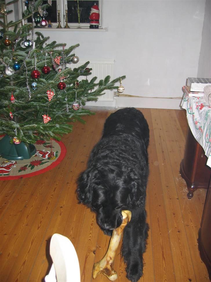 Newfoundlænder Niffi (himmelhund) - Godt med gode julegaver, nu har jeg ligget og passet på træet hele dagen billede 4
