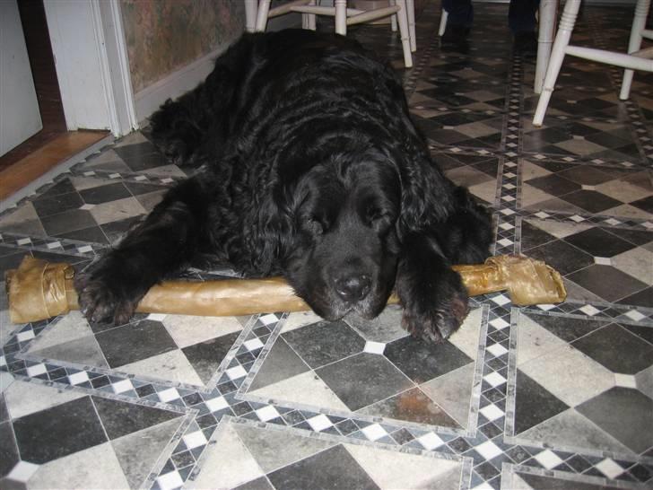 Newfoundlænder Niffi (himmelhund) - Niffi med sit lille kødben, hun kunne dog ikke forstå at hun ikke kunne komme gennem døren med det billede 5