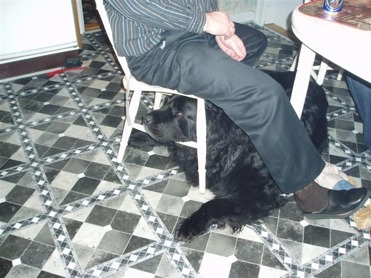 Newfoundlænder Niffi (himmelhund) - Sådan her kan man ligge og passe på far så han ikke går nogen steder billede 7
