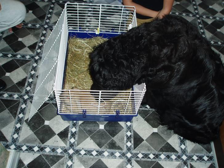 Newfoundlænder Niffi (himmelhund) - Stampe får et lille kys, og var ikke helt tilfreds med at være gennemsavlet billede 8