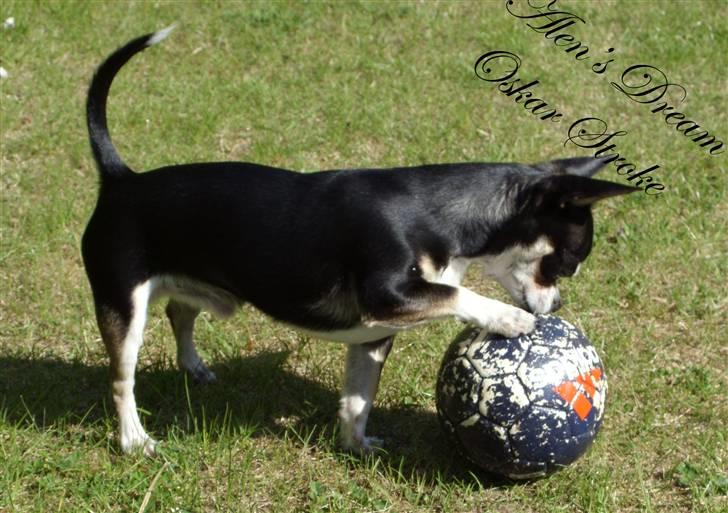 Chihuahua Alen's Dream Oskar Strok billede 8