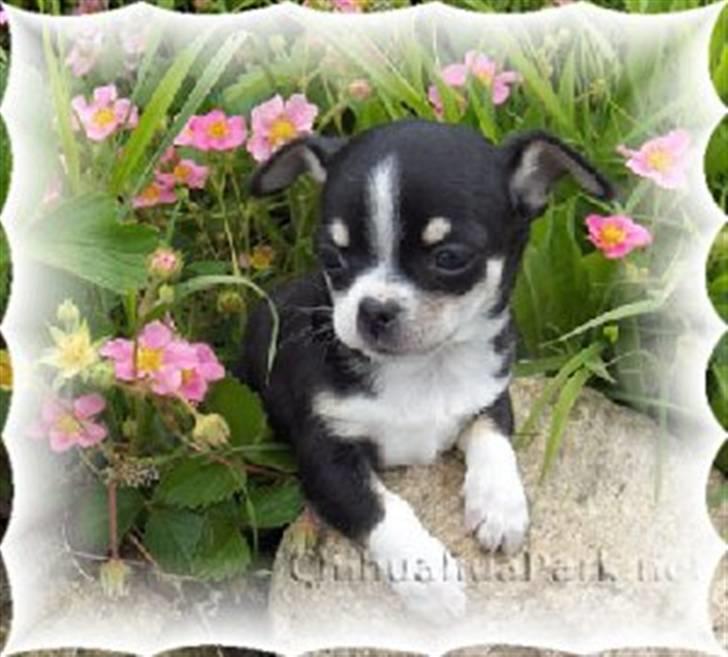 Chihuahua Alen's Dream Oskar Strok billede 9