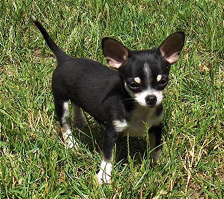 Chihuahua Alen's Dream Oskar Strok billede 10