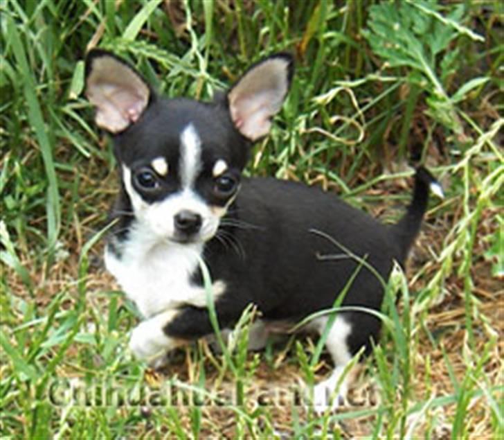 Chihuahua Alen's Dream Oskar Strok billede 11