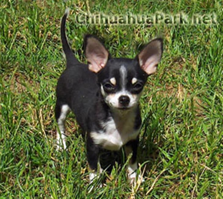 Chihuahua Alen's Dream Oskar Strok billede 12