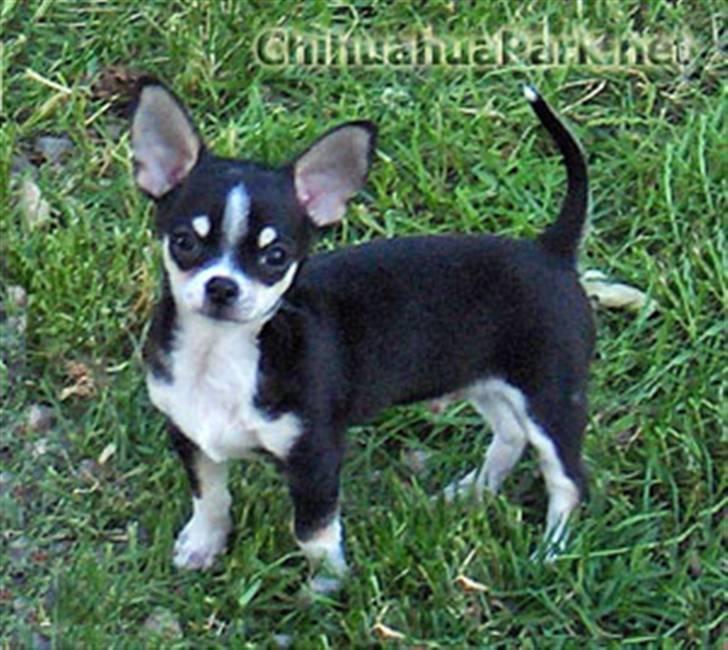 Chihuahua Alen's Dream Oskar Strok billede 13