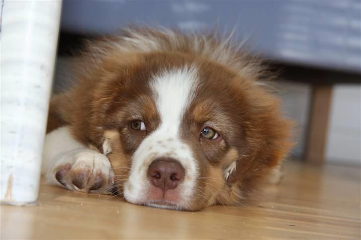 Australian shepherd Pippi billede 1