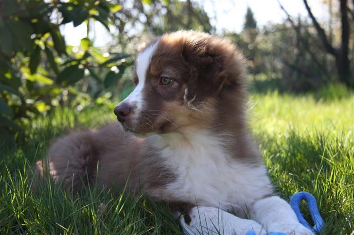 Australian shepherd Pippi billede 2