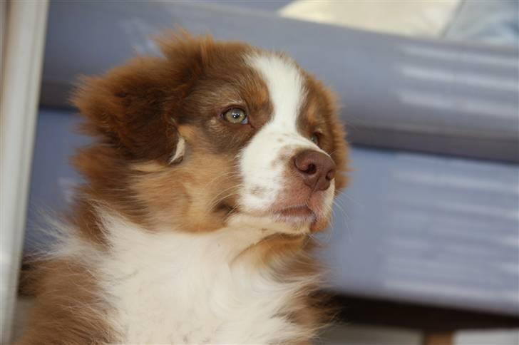 Australian shepherd Pippi billede 3