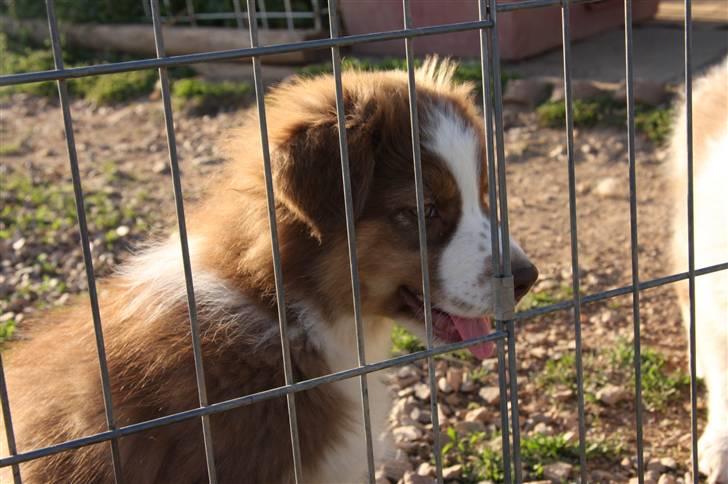 Australian shepherd Pippi billede 4