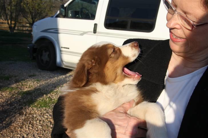 Australian shepherd Pippi - Hos opdrætteren i USA.. billede 5