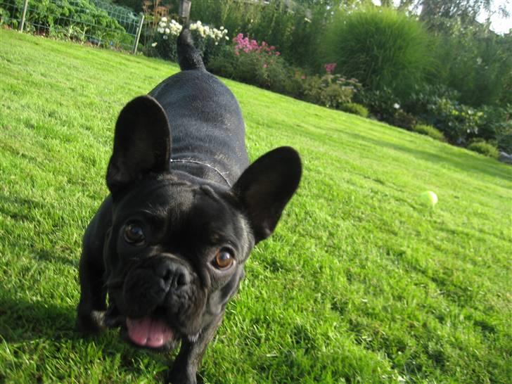 Fransk bulldog Emma - legesyg billede 3