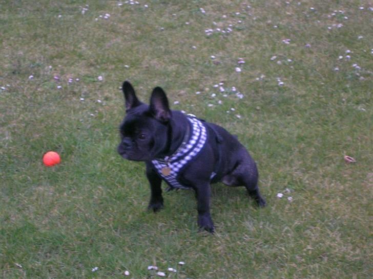 Fransk bulldog Emma - ude med den nye sele billede 4