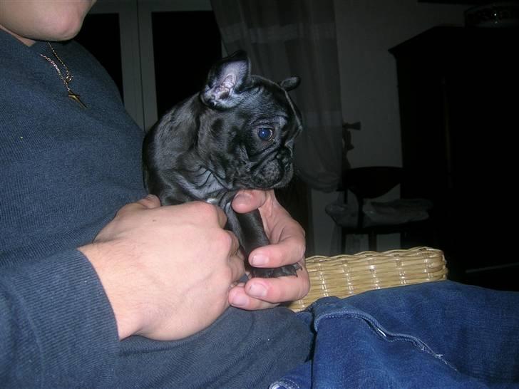 Fransk bulldog Emma - meget lille stadig hjemme hos min hunde mor billede 5