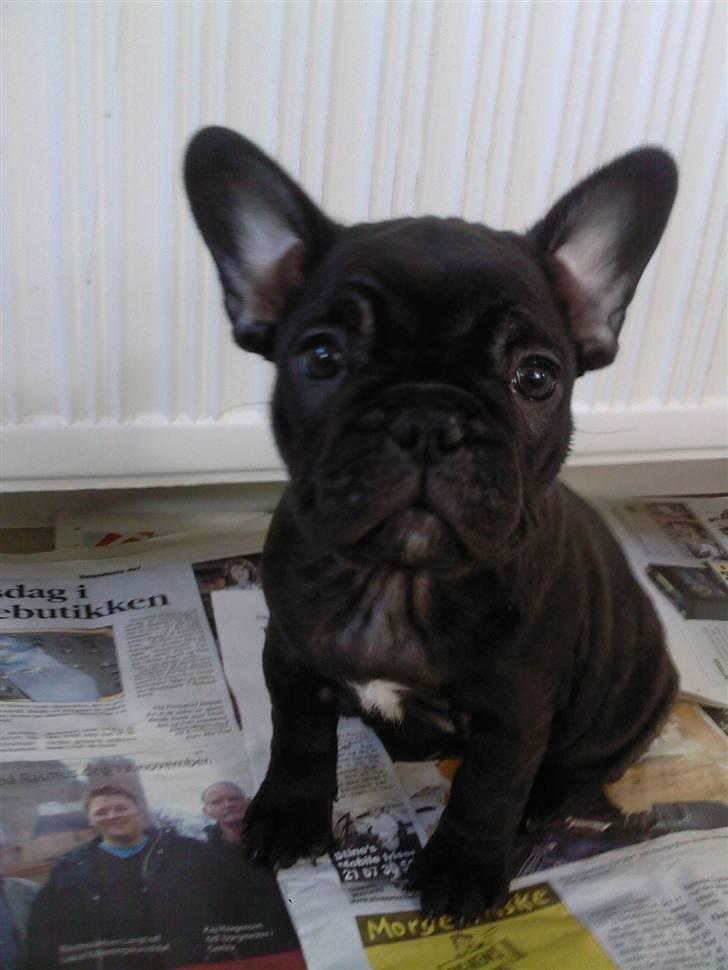 Fransk bulldog Emma billede 6