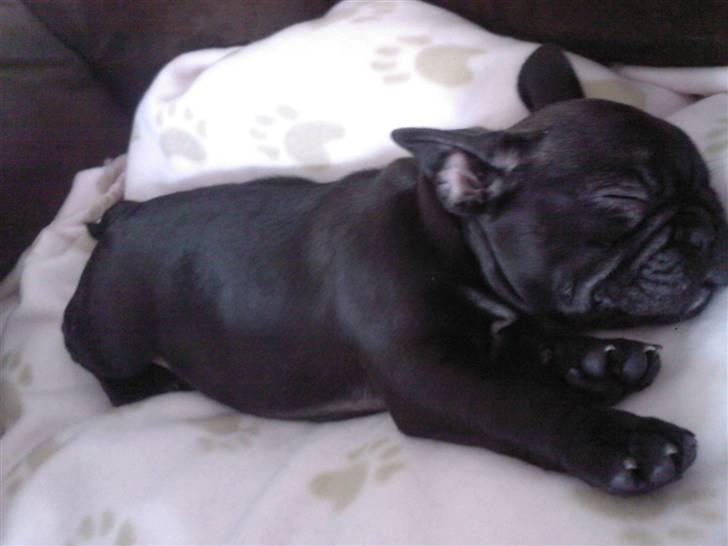 Fransk bulldog Emma billede 7