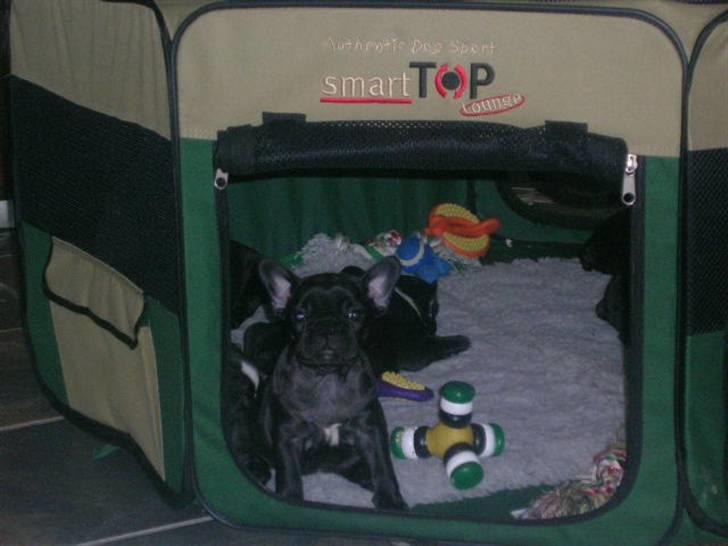 Fransk bulldog Emma billede 8