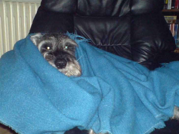 Mellemschnauzer Ozzy ( * Januar 2003 - + August 2013) - jeg er en rigtig hyggehund billede 8