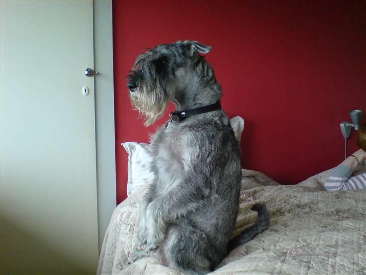 Mellemschnauzer Ozzy ( * Januar 2003 - + August 2013) - se hvor fint jeg sitter billede 9
