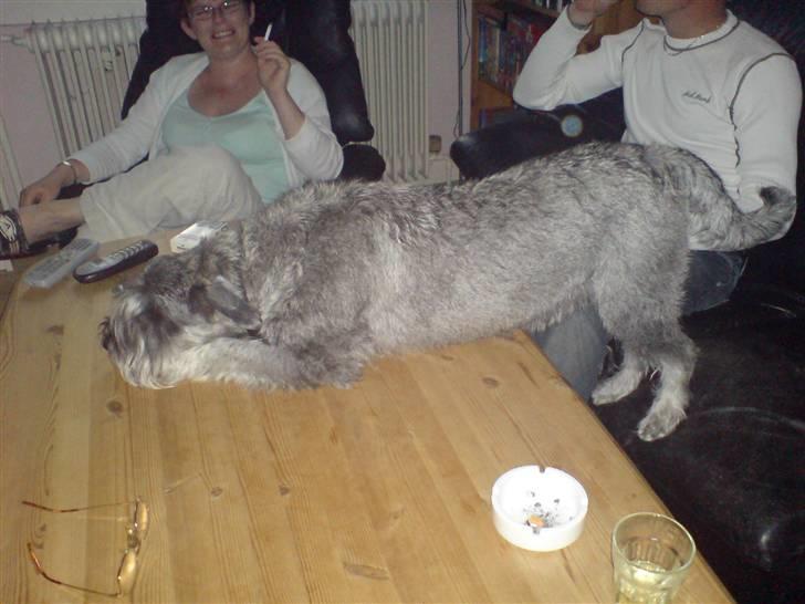 Mellemschnauzer Ozzy ( * Januar 2003 - + August 2013) - dejlig afslappet måde at ligge på billede 10