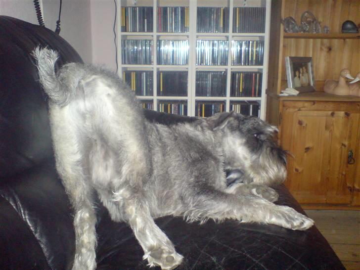 Mellemschnauzer Ozzy ( * Januar 2003 - + August 2013) - se min lækre hundebagdel billede 11