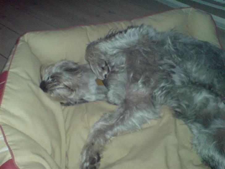 Mellemschnauzer Ozzy ( * Januar 2003 - + August 2013) - aah, det er skønt med en slapper Zzzz billede 12