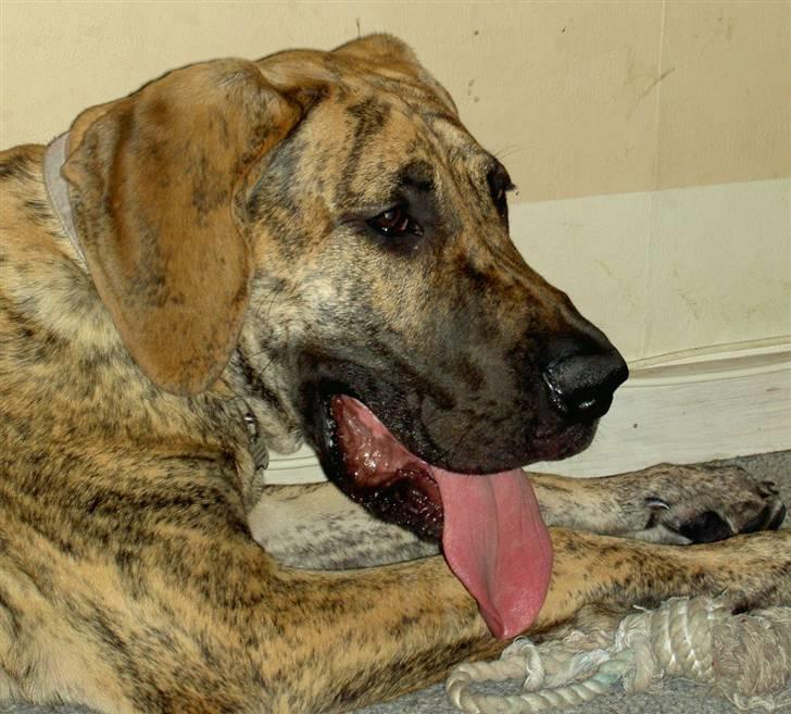 Grand danois Sassy (Siciliano Jazz) - Sassy pigen.... Verdens dejligste vovse,hvis du spørger mig... Og hende selv ;0) billede 1