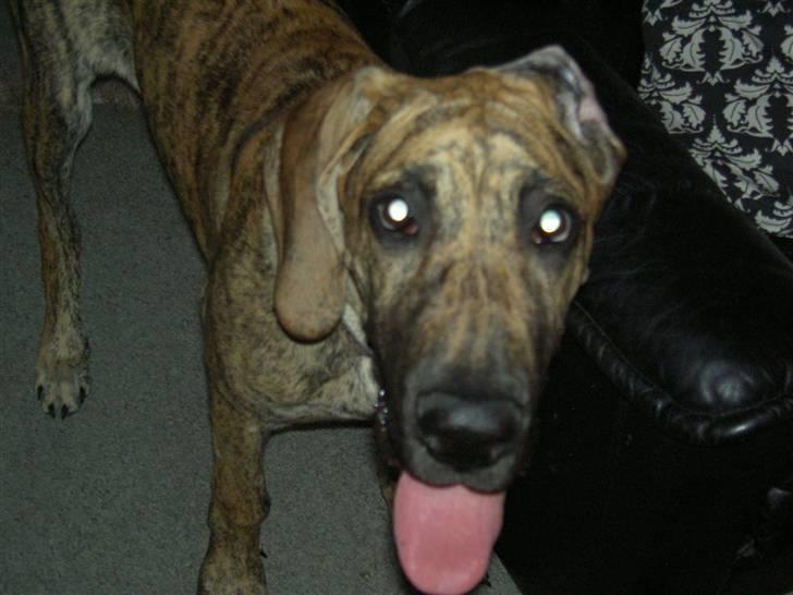 Grand danois Sassy (Siciliano Jazz) - Tag lige et billede mor.... Sassy 4½ mdr. billede 2