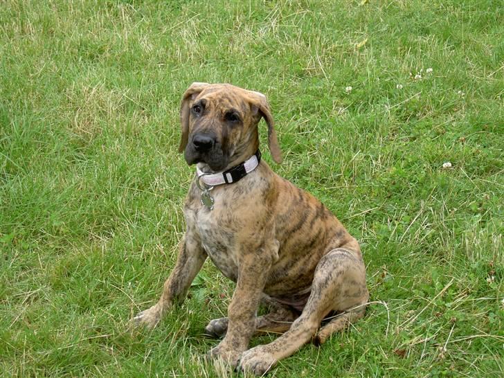 Grand danois Sassy (Siciliano Jazz) - Sassy 9 uger gammel og næsten lige kommet hjem til os. billede 3