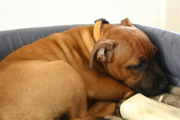 Staffordshire bull terrier Angelic Staff Joey - D.25okt 08 - nu godt 16 uger gammel - super træt efter en dag i Arden til hundetræning billede 18