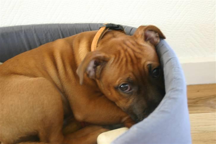 Staffordshire bull terrier Angelic Staff Joey - "Iiiih - ska´ du ta´ billeder af mig NU?" billede 19