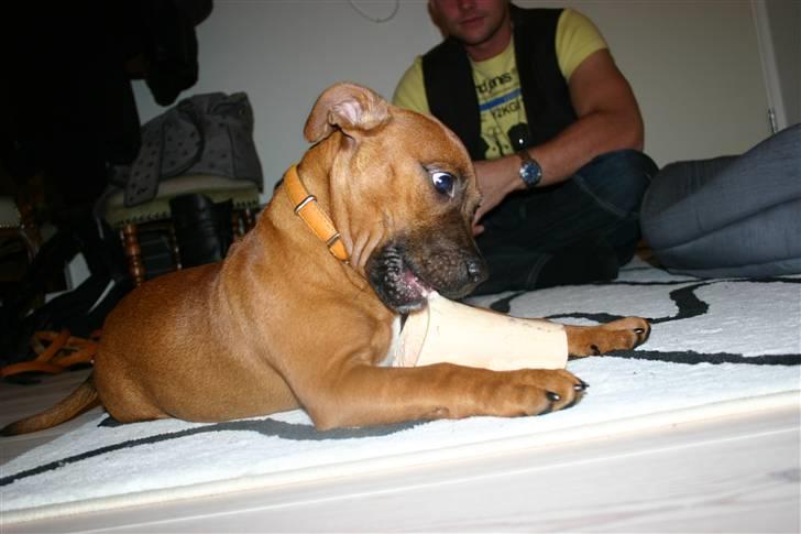 Staffordshire bull terrier Angelic Staff Joey - Mums - mit lækre forsuttede marvben billede 20