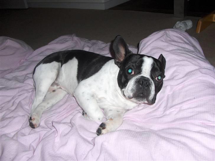 Fransk bulldog $Tyson$ billede 12