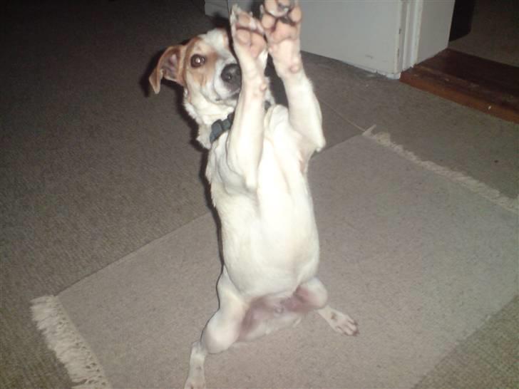 Jack russell terrier Mojo R.I.P. - Nu har jeg fået lyst til en godbid! billede 10