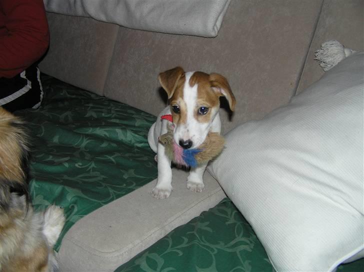 Jack russell terrier Mojo R.I.P. - På besøg hos Karina billede 11