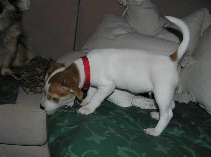 Jack russell terrier Mojo R.I.P. - Fik lov at lege med hendes hundes legetøj billede 12