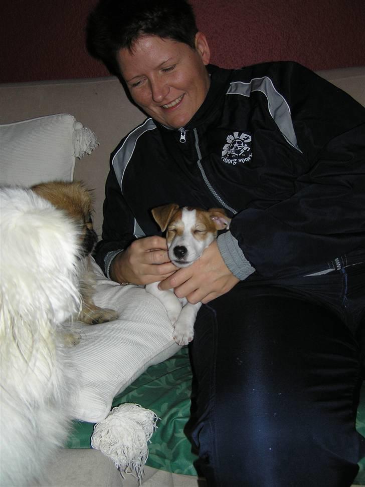 Jack russell terrier Mojo R.I.P. - En rigtig hyggetrold billede 13