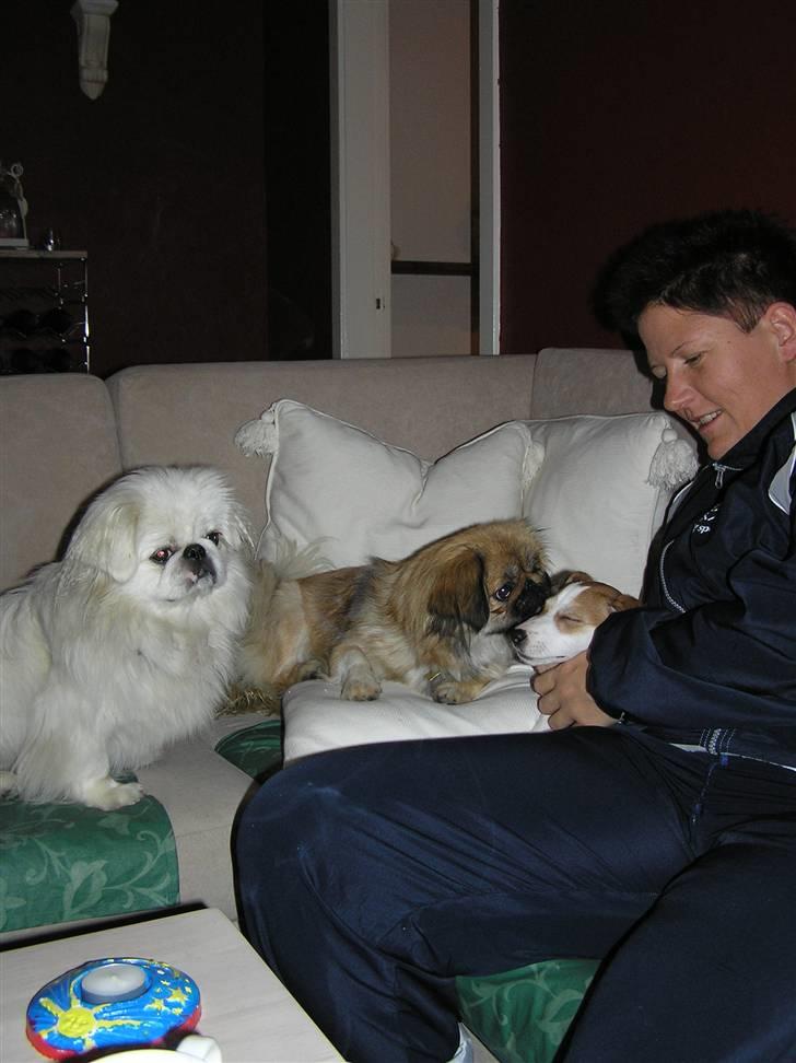 Jack russell terrier Mojo R.I.P. - Hundevennerne var også store hvalpe dengang billede 14