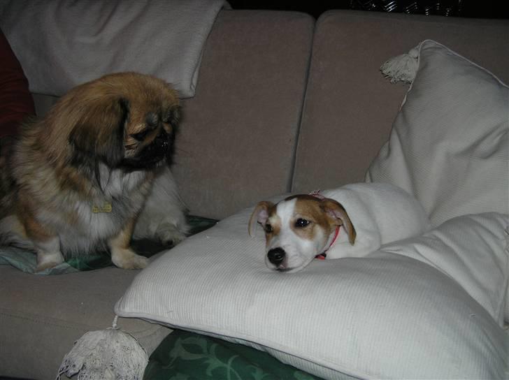 Jack russell terrier Mojo R.I.P. - Så blev Mojo træt billede 15