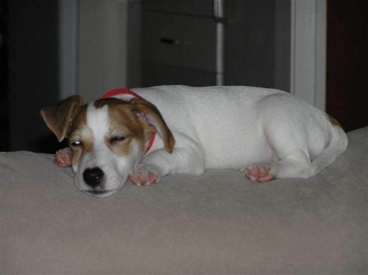 Jack russell terrier Mojo R.I.P. - Tusind tak for billederne Karina!! billede 16