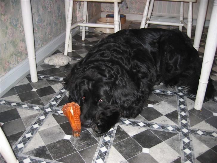 Newfoundlænder Niffi (himmelhund) billede 9