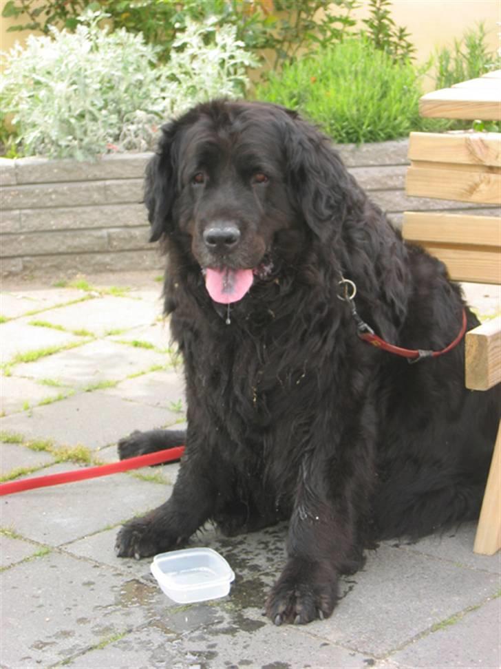 Newfoundlænder Niffi (himmelhund) billede 10