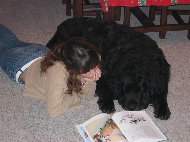 Newfoundlænder Niffi (himmelhund) billede 11